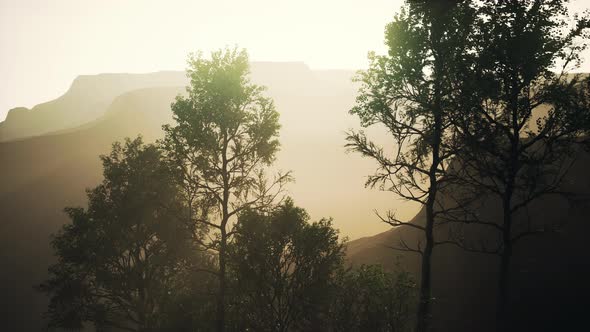 Pine Trees and Huangshan Mountains in China