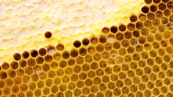 Close Up of Honey Wood Wax Frame Honeycomb  Slow Motion