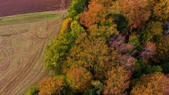 Autumn trees park forrest and fields drone view from above