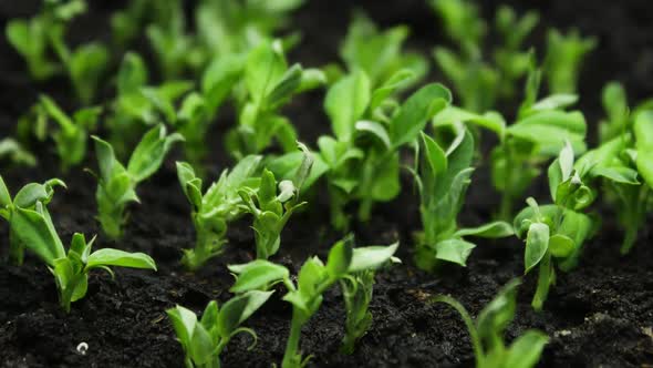 Growing Plants in Timelapse, Sprouts Germination Newborn Plant