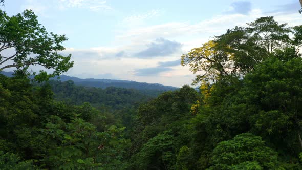 Aerial nature background of a tropical forest: revealing a vast rainforest