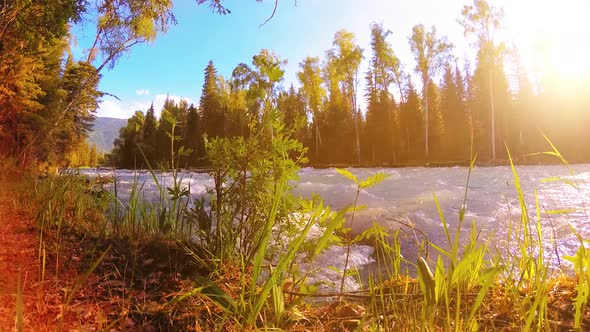 Meadow at Mountain River Bank