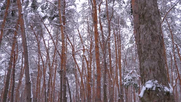 Flying Through the Winter Pines Forest