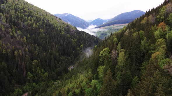 Ukraine, Carpathian Mountains: Beautiful Mountain Forest Landscape. Aerial