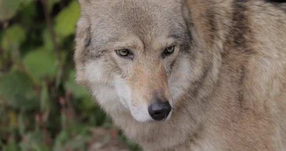 Wolf Canis Lupus, Also Known as the Gray Wolf
