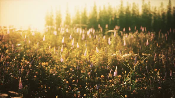 Wild Field Flowers at Summer Sunset