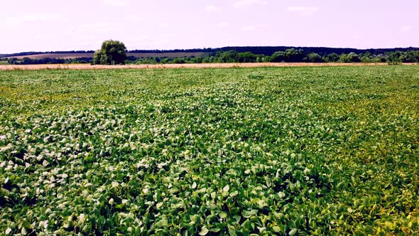 Aerial Drone View Flight Over a Field of Green Grass on a Sunny Summer Day