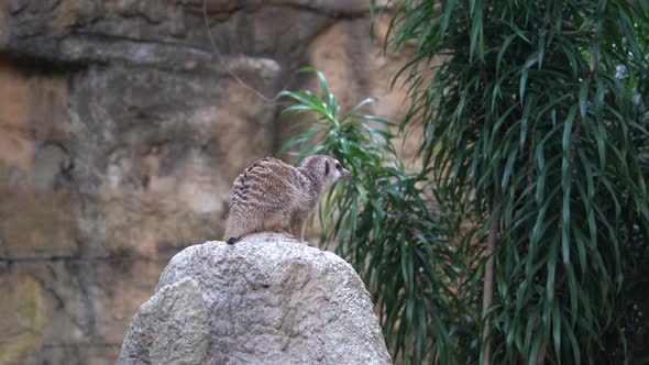 Animal meerkat a small mongoose with a pointed snout standing on rock scouting around at the zoo wil