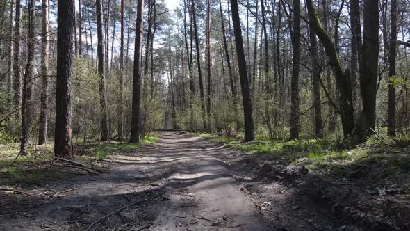 Aerial View of the Road Inside the Forest