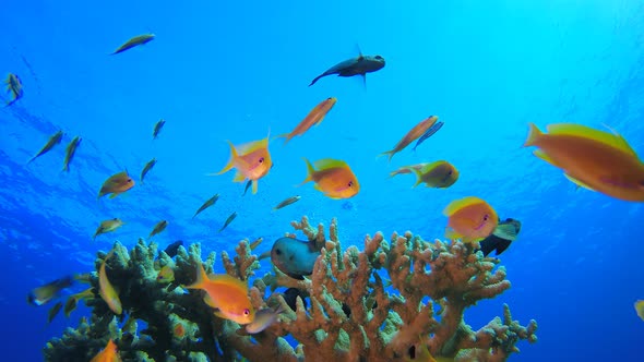 Coral Reef Marine Life