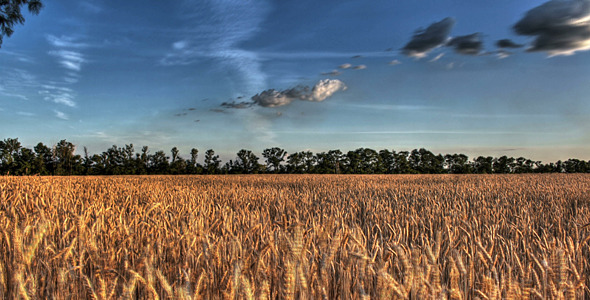 Wheat Field At Sunset Time Lapse