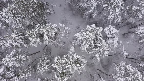 The Forest in Winter Period Aerial Top View