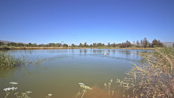 Lake and Trees