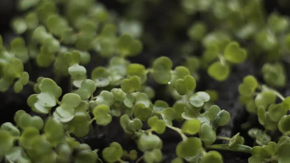 Macro small arugula leaves growing . Gardener watering greenery sprinkling water on green rucola