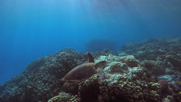 Turtle under Sun-Rays