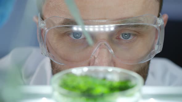 Researcher Analyzing Cell Colony alt