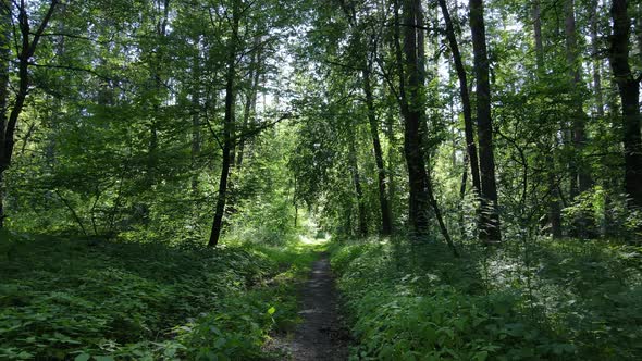 Beautiful Green Forest on a Summer Day Slow Motion