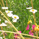 Wild Tall Colorful Meadow in the Wind 3 - VideoHive Item for Sale