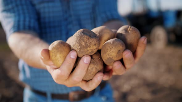 Potato Harvesting