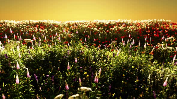 Field with Flowers During Summer Sundown