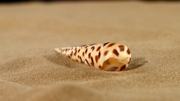 Unusual Sea Shell with Sand on Black, Back Light, Rotation, Close Up