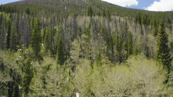 Closeup Aerial Flyover of Pine and Aspen Trees on a Mountain in Colorado (Frisco, Colorado)