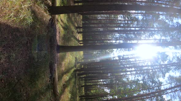 Vertical Video of a Forest with Pine Trees on a Summer Day