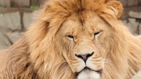 Amazing Epic Lion Look Into the Camera Close Up Angry Lion Face