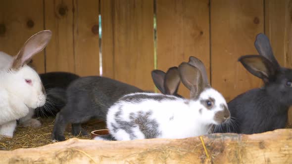 Cute Black and White Rabbits