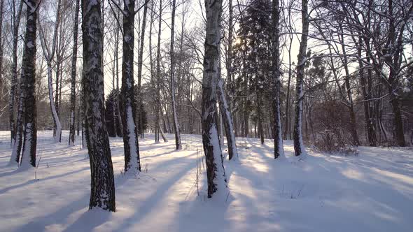 Walking in the Winter Forest