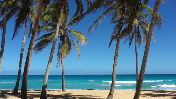 Wild Caribbean Shore with Coconut Palm Trees and Turquoise Sea