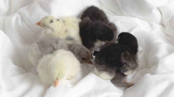 little baby chickens sleeping or fallen asleep on white,grey blanket,coverlet in bedroom.adorable