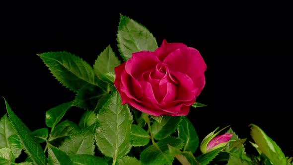 Time Lapse of Growth and Wither Red Rose Flower