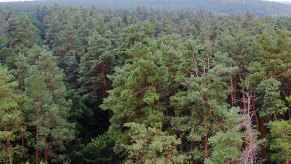 Woodland with pine trees. Forest background. Coniferous trees. 