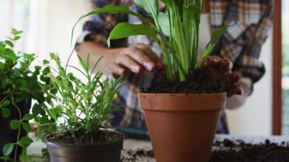 Midsection of caucasian woman potting plants at home