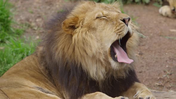 male lion yawning super slow motion