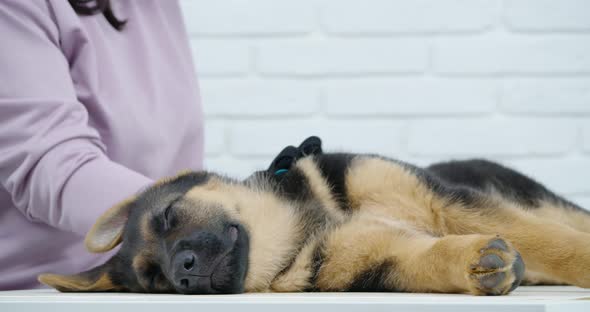 Close Up of Female Groomer Combing Puppy with Special Glove