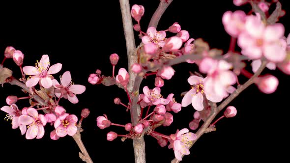 Pink Flowers Blossoms on the Branches Cherry Tree