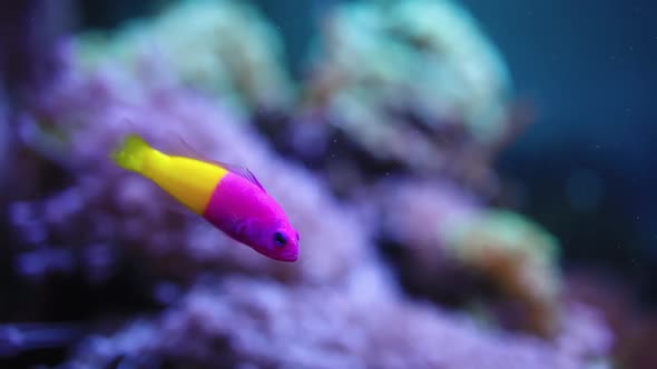 Small Colorful Tropical Fish In The Aquarium