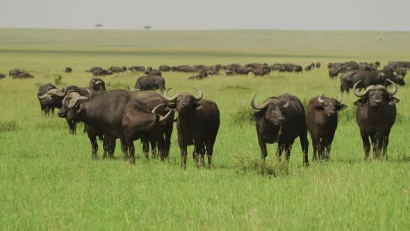 Herd of Cape buffalos
