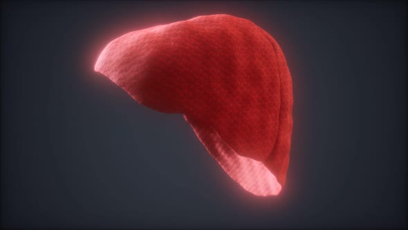 Loop 3d Rendered Medically Accurate Animation of the Human Liver