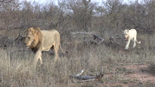Lion pride walks through African bushland, zoom in on white lion