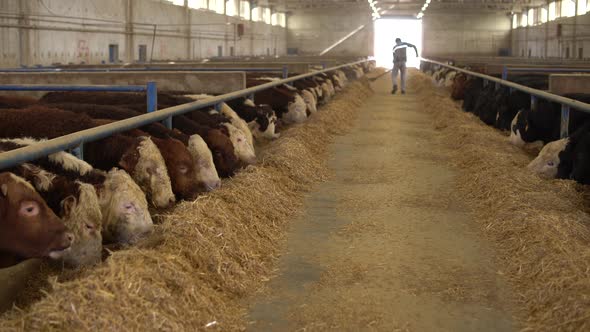 Image of cattle eating forage at the fattening farm.