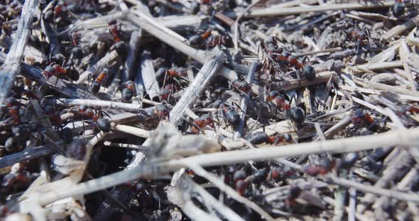 Red Carpenter Ants Nest