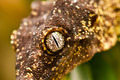 Leaf Geko Closeup - PhotoDune Item for Sale