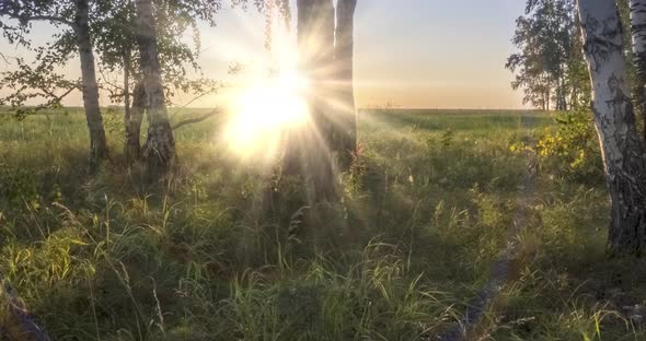 Meadow Timelapse at the Summer or Autumn Time. Rural Field Witch Sun Rays, Trees and Green Grass