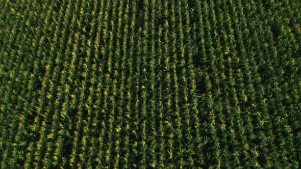 Fly Over a Green Field with Good Harvest of Corn Maize