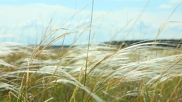 Feather Grass