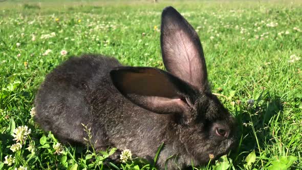 little rabbit eats the grass on a Sunny day, banny grey