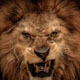 Scary Lion Roaring - AudioJungle Item for Sale